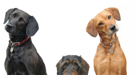 History of Dogs