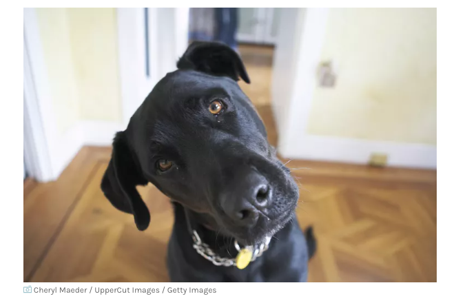 Big Black Dog Syndrome?
