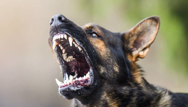 What Would You Do If A Friend's Dog Bit You?