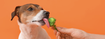 Plant based food for dogs