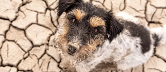 Climate Change and Pets