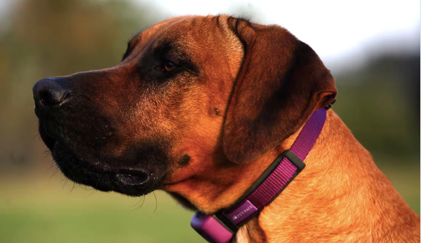 How can Artificial Intelligence help with your dog?