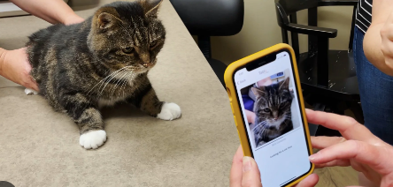How can Artificial Intelligence help with your cat?