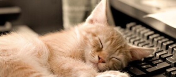 Origin of Cat Nap