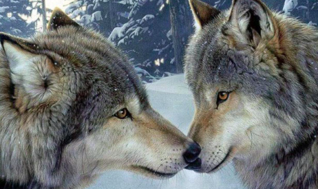 Animals & Loyalty in Children's Books
