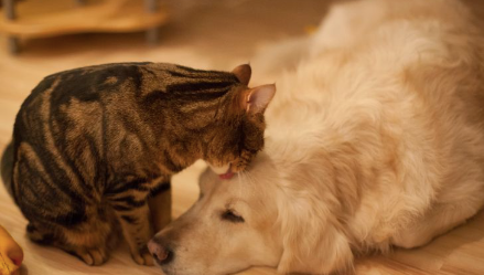 Animals & Empathy in Children's Books