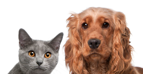 Pet friendly cities