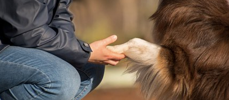 The human-animal bond