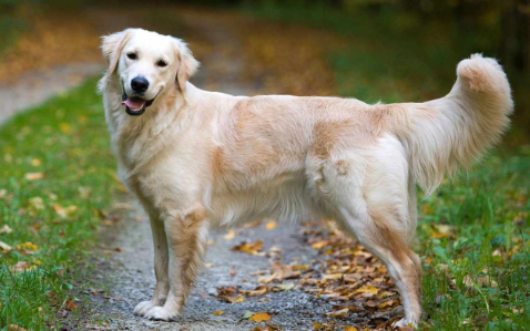 Golden Retrievers are special