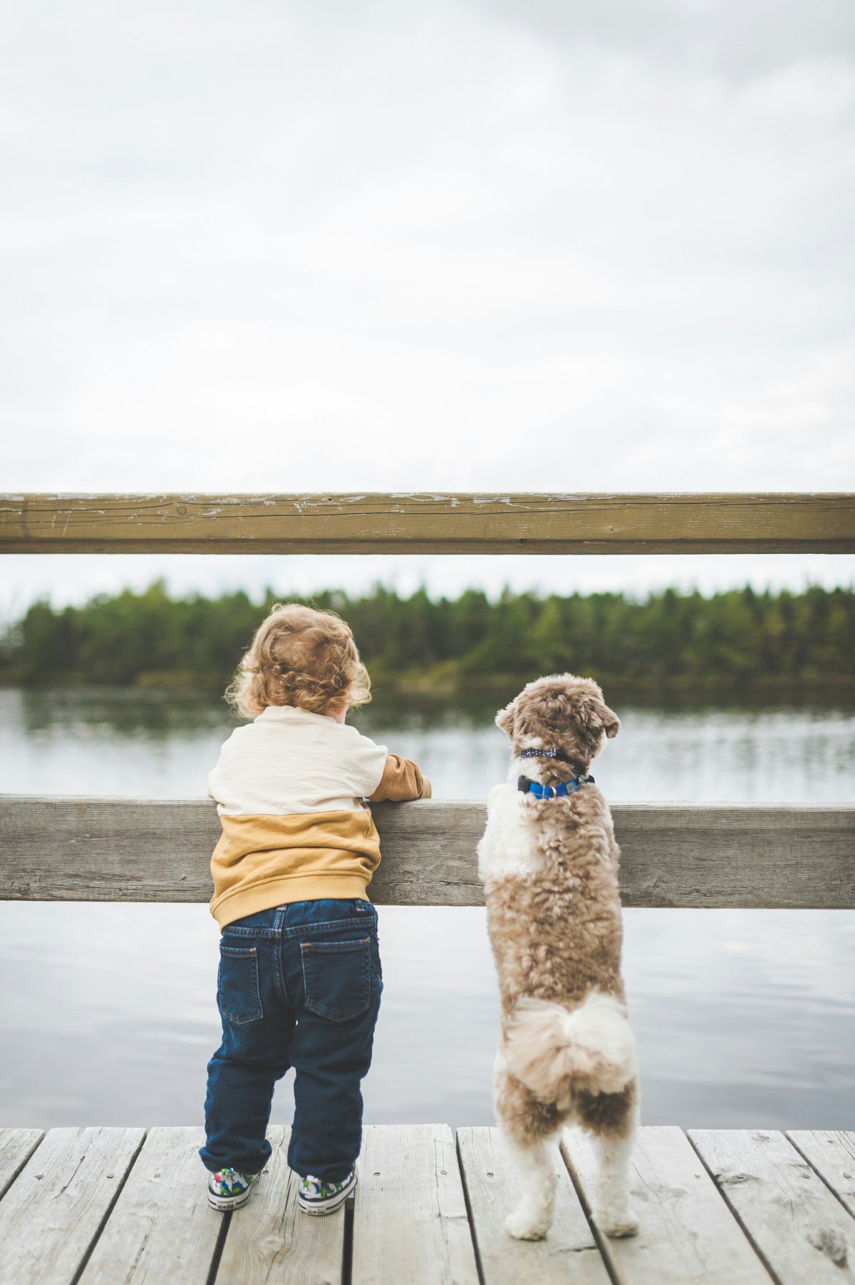 Animal Wisdom:  Children's Greatest Teachers